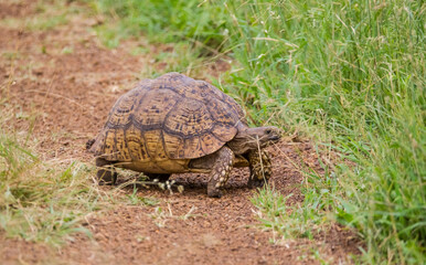 It is possible to come across an African turtle from time to time while going on safari tours in the African Savannas.