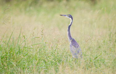 black headed heron (Ardea melanocephala) is a member of the heron family. It is commonly found in Sub-Saharan Africa and Madagascar.