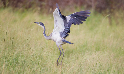 black headed heron (Ardea melanocephala) is a member of the heron family. It is commonly found in Sub-Saharan Africa and Madagascar.
