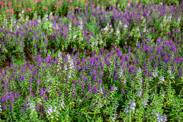 Fototapeta premium Colorful flower field in park
