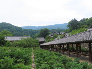 奈良の長谷寺で