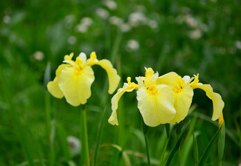 黄色の花菖蒲