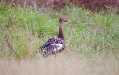Spur-winged goose (Plectropterus gambensis) is found in wetlands all over Sub-Saharan Africa.