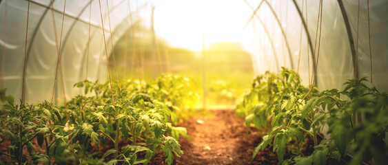Growing tomatoes at home in the open field in a greenhouse