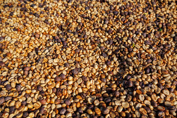 raw coffee beans drying in the sun
