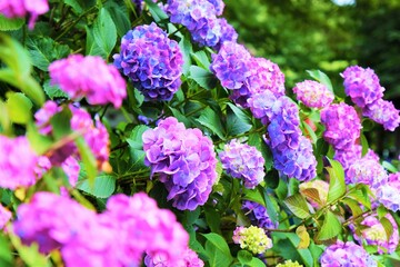 満開のあじさい