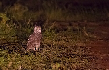 Spotted eagle-owl (Bubo africanus) is a medium-sized owl species. It is a very good night hunter.