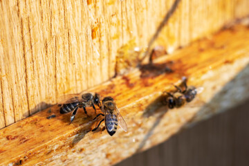 close-up bees collect a drop of honey from a wooden frame while swinging the honey. Apitherapy