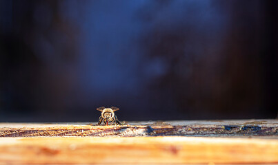 close-up of a single bee on the edge of a wooden honeycomb against a dark background. Queen bee.Apitherapy