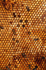 close-up golden background from bee honeycombs with perga. Apitherapy