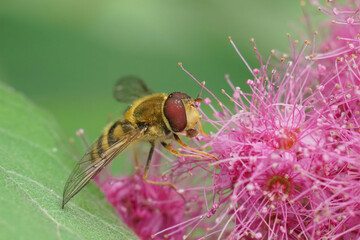 Colorful closeup on Common banded hoverfly, Syrphus ribesii, covered with pollen, sitting on a purple flower