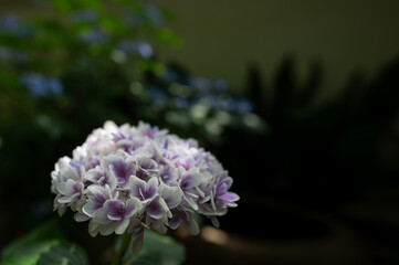 睦月の紫陽花