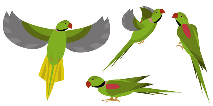 Set of isolated geometric alexandrine parakeets.Four colorful parrots, each on separate layer.For prints,stickers,books,children design,fabrics,decoration