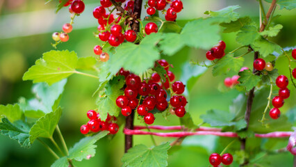 il colore rosso vivo dei ribes durante la maturazione