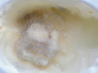 mold spores and fungi on cottage cheese
