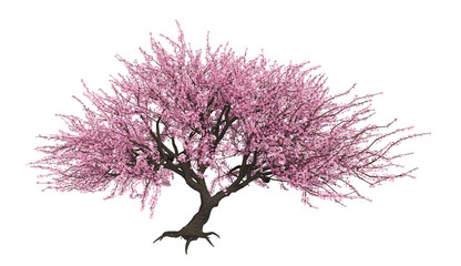 3D Blooming sakura tree - obrazy, fototapety, plakaty