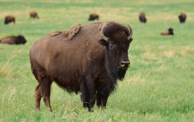 american bison grazing in the green grass in summer  along the wildlife drive in the rocky mountain arsenal national wildlife refuge  in commerce city, near denver, colorado