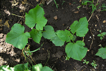 cucumbers in the garden on the farm. ripening and harvesting. vegetable farm in Italy. growing vegetables in the garden in the open field. green sprouts of cucumbers. germinating
