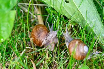 Roman snail Helix pomatia out on evening walk