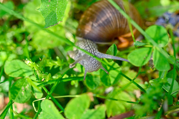 Roman snail Helix pomatia out on evening walk