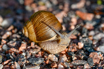 Roman snail Helix pomatia out on gravel road