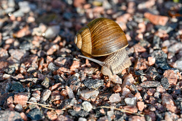 Roman snail Helix pomatia out on gravel road