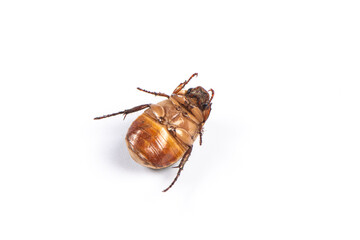 a dead green chafer Beetle isolated on white background.