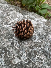 It's a round pine cone.