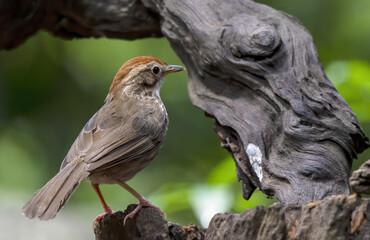 The Puff-throated babbler or spotted babbler perching on log , Thailand