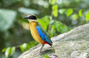 The blue-winged pitta perching on the rock with green bokeh background , Thailand