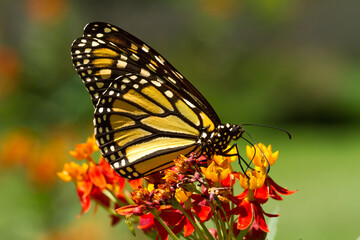 Single Monarch Butterfly Feeding on  Tropical Milkweed