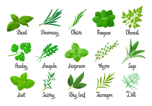 A set of herbs on a white background. Cartoon design.
