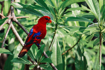 A beautiful parrot sits on a tree branch. Bird park in Ubud. Bali
