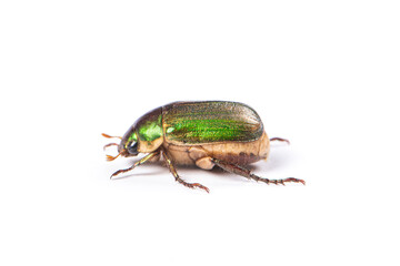 green chafer Beetle isolated on white background.