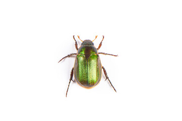 green chafer Beetle isolated on white background.