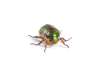 green chafer Beetle isolated on white background.