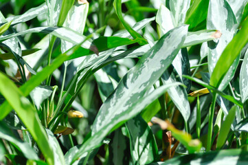 Aglaonema sp,Udomsap,Chinese Evergreen, ARACEAE or Aglaonema