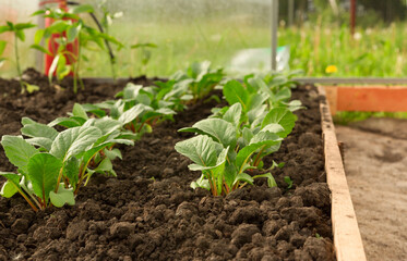 Young seedlings on the garden bed. The seedlings are small in the garden. Close-up. Selective focus