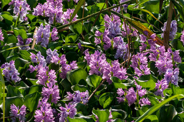 Common water hyacinth flowers in the pond close up