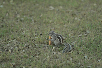 A squirrel is just a rat with a cuter outfit! · It's easy to smile when you have a squirrel's intellect. · In nature everything is valuable, ... 