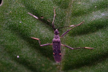 Genus Metochus is a genus of dirt-colored seed bugs in the family Rhyparochromidae