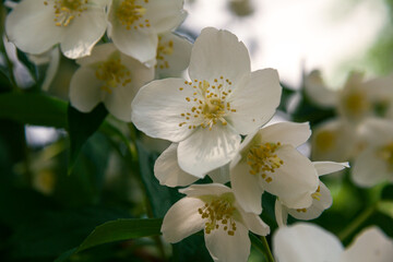 Blooming jasmine shrub in June. Jasmine flowers. White flowers. Photo of nature.
