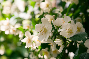 Blooming jasmine shrub in June. Jasmine flowers. White flowers. Photo of nature.