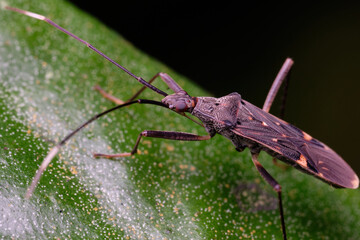 Genus Metochus is a genus of dirt-colored seed bugs in the family Rhyparochromidae