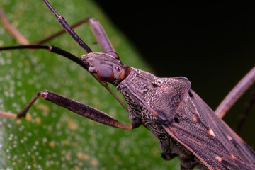 Genus Metochus is a genus of dirt-colored seed bugs in the family Rhyparochromidae