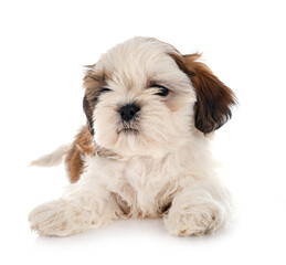 puppy Shih Tzu in studio