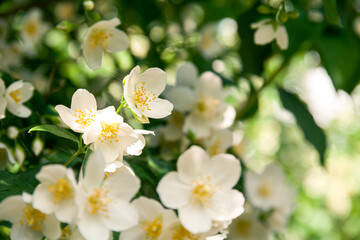 Blooming jasmine shrub in June. Jasmine flowers. White flowers. Photo of nature.