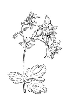 Flower columbine aquilegia. Vector sketch illustration. Botanical outline doodle drawing. Nature contour hand drawn columbine aquilegia vector. Spring engraving bio line mountain rocky blooming flower