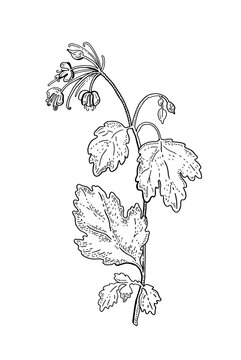 Chelidonium vector plant flower. Medicine herbal vintage plant. Sketch medical herb drawing with leafs and flowers. Celandine majus isolated hand drawn botanic art. Nature organic retro illustration