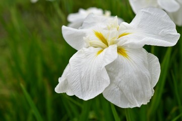 ハナショウブ（花菖蒲）白色